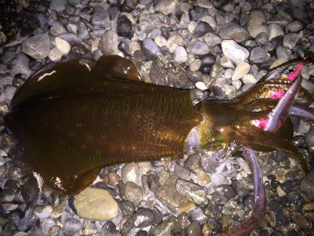 焼津港、石津浜での釣果